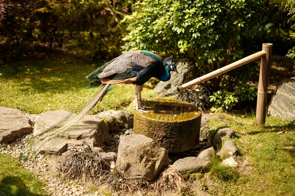 Peacock at Holland Park, Kyoto Garden