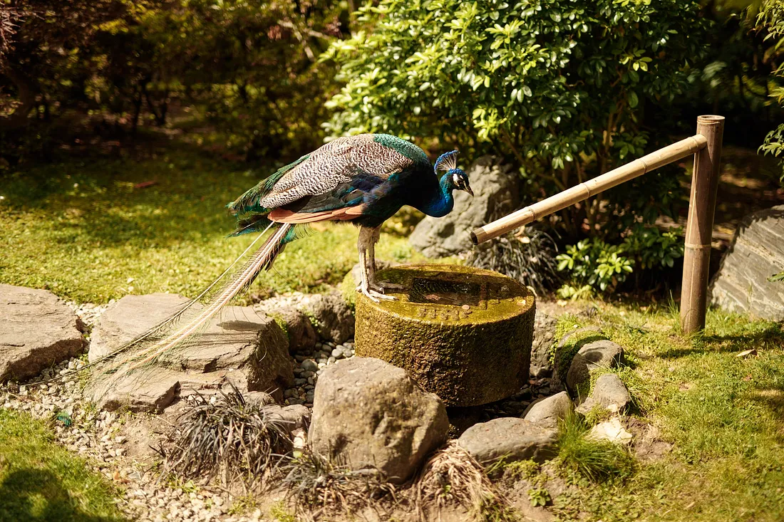 Peacock at Holland Park, Kyoto Garden